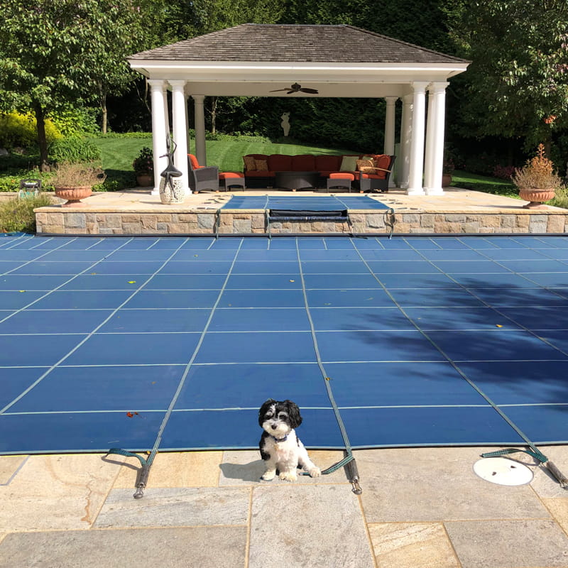 swimming pool and spa covers installed on geometric pool with pet dog near pool