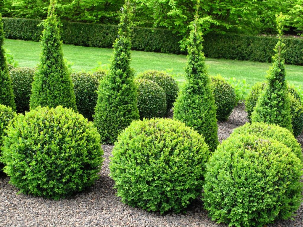 Boxwood Shrubs